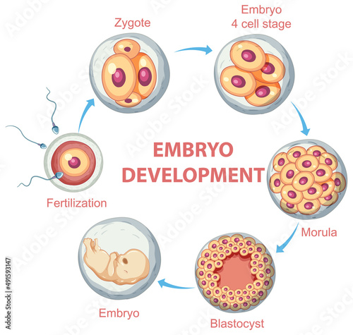 Human embryonic development in human infographic