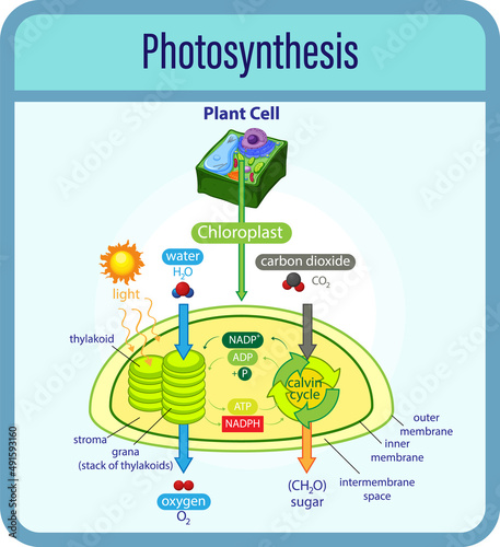 Diagram showing process of photosynthesis with plant and cells