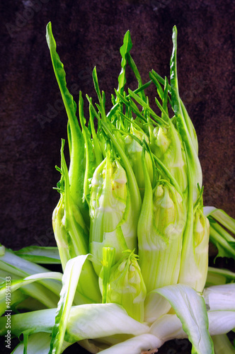 Cicoria catalogna - Vulkanspargel - Puntarelle - Chicory Radiccio 