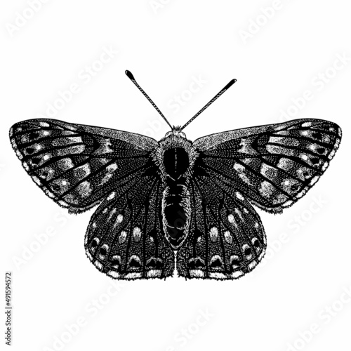 Canvas Print butterfly hand drawing vector illustration isolated on white background