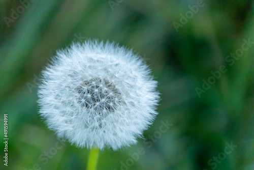 Fotografija Fleur de pissenlit dit dent de lion et aigrette blanche dit pappus sur bokeh ver