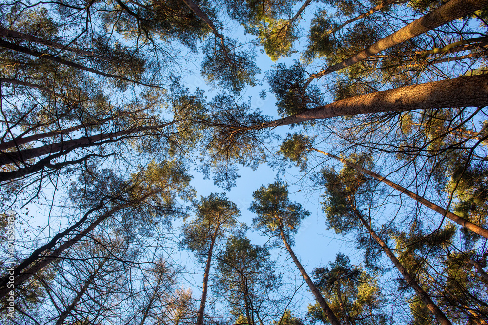 Fototapeta premium Beautiful trees against the sky in a forest in Germany.