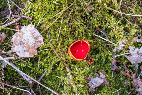 Scarlet elfcup mushroom in mossy ground photo