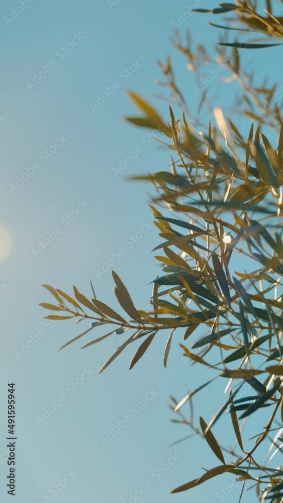Organic olive tree with mediterranean blue sky background. Shoot with shallow depth of field. 