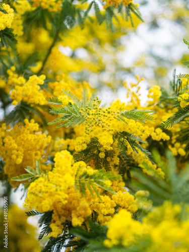 Flowering mimosa tree outdoor. Yellow mimosa blooms background