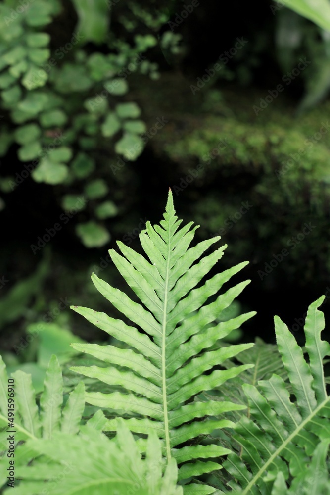 fern leaves fern leaves