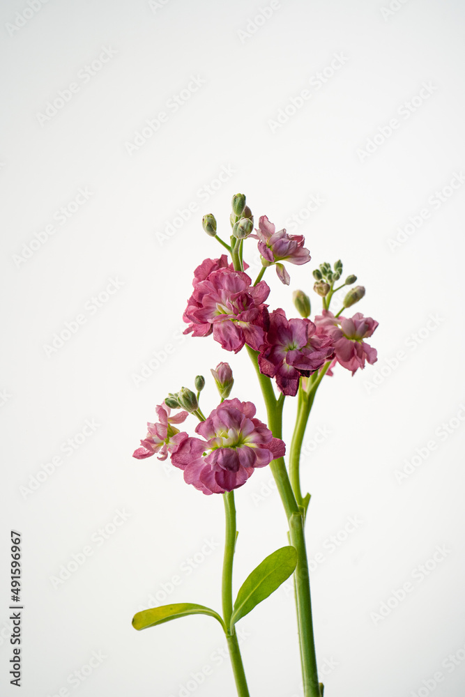 Fototapeta premium Beautiful abstract background with flowers and vases.