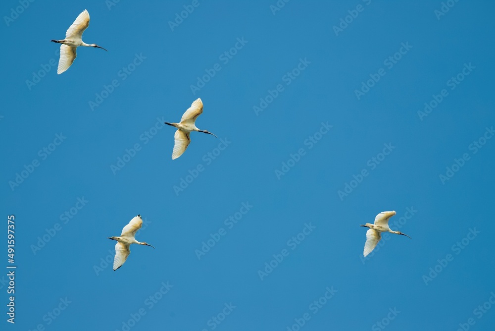Obraz premium A flock of Ibis AKA Threskiornithinae flying against the wind flow at Alappuzha, Kerala