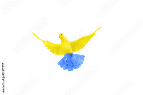 dove of peace with the colors of the Ukrainian flag in flight isolated on a white background photo