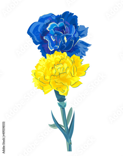 Blue and yellow carnations flowers, bouquet on white background. Digital draw, illustration in watercolor style. Peace and harmony. Creative concept of solidarity with Ukraine. Vector