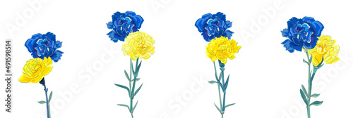 Panoramic view with blue and yellow carnations flowers, bouquets on white background. Digital draw, illustration in watercolor style. Creative concept of solidarity with Ukraine. Vector