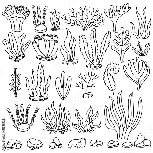 Seaweed set. Water grass. Freehand coloring book. Vector illustration isolated on white background