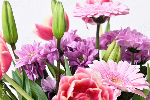Composition with beautiful blooming Tulips and Barberton Daisy  Gerbera jamesonii  flowers on white background   pink colors