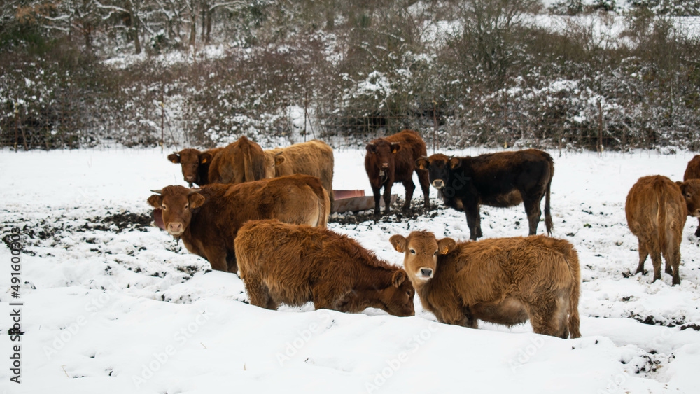 cows in snow