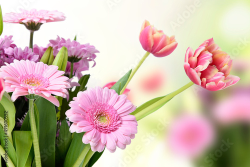 Composition with beautiful blooming Tulips and Barberton Daisy (Gerbera jamesonii) flowers on white background , pink colors