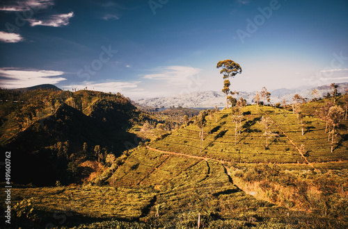 tea plantation landscape in the highlands of Sri Lanka