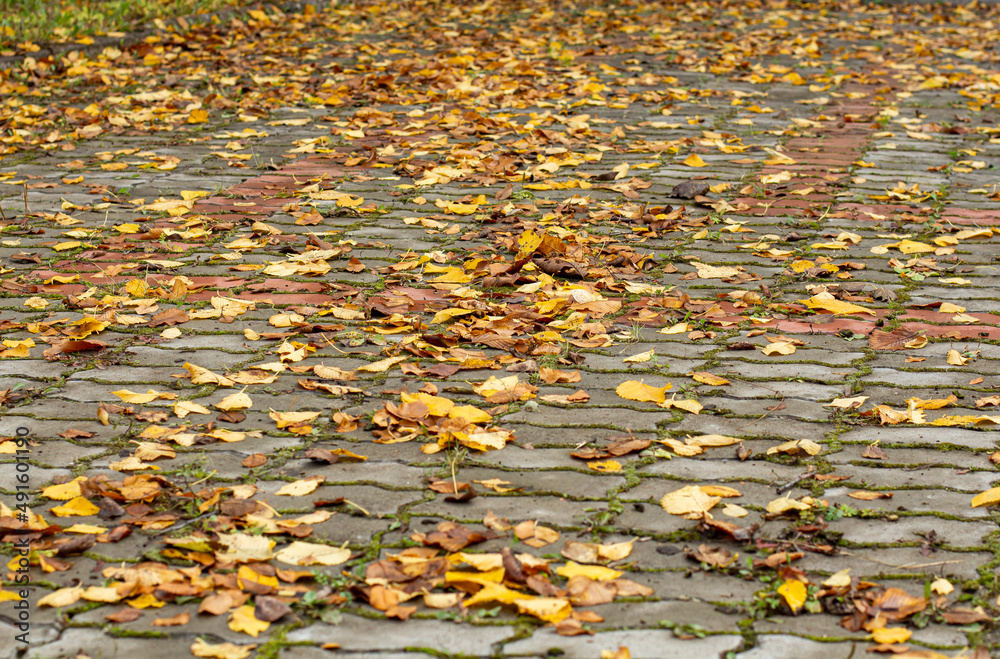 Beautiful bright yellow autumn leaves paving stones in a park or square. Beautiful bright yellow autumn leaves paving stones in a park or square.