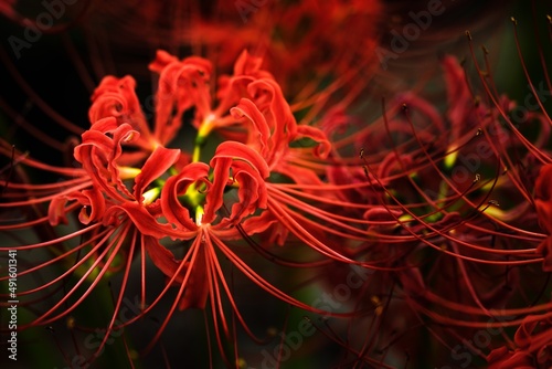 Fotografía Red spider lily or cluster amaryllis flowers in the dark, Autumn or fall backgro