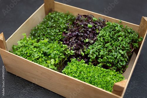 Mixed micro-greens in trays for growing in a wooden box. Microgreens of sunflower, radish and cabbage.