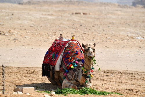 desert, camel, sand, travel, animal, sahara, egypt, camels, landscape, nature, caravan, sky, bedouin, horse, tourism, safari, arab, tunisia, dromedary, mountain, dune, sun, summer, sea, people