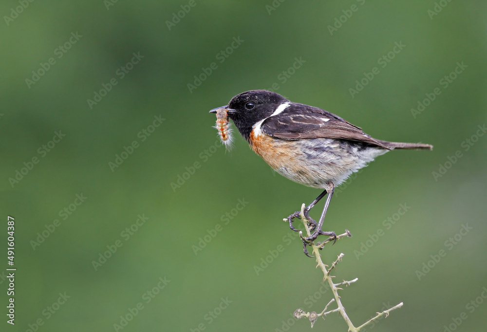 Fototapeta premium Beautiful and colorful male stonechat (Saxicola rubicola) holding a caterpillar prey on its beak. Bird hunting worms. Stunning exotic bird with natural forest background and vibrant orange colors.