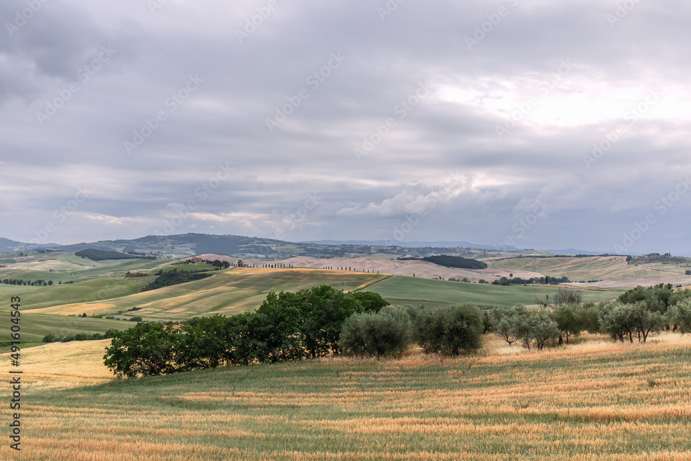 Endless Tuscan hills and ravines covered with yellow and green grass, sparse shrubs divided into separate areas for cultivated fields, Val d'Orcia, Italy