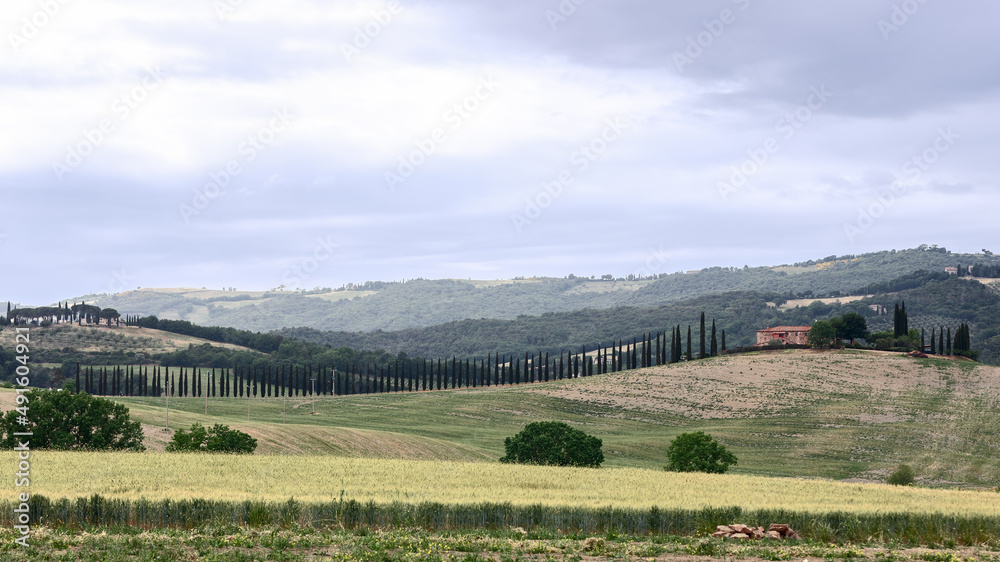 Recognizable Tuscan landscape of a long line of cypresses along the road to the farm and cultivated fields. Val d'Orcia, Italy