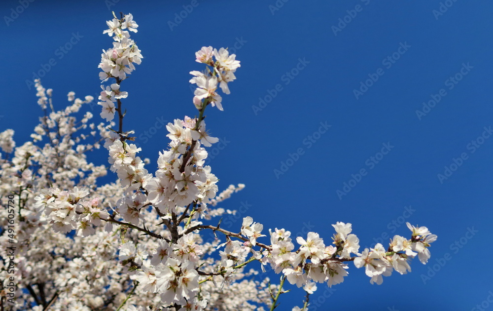 Branches d'arbres en fleur et ciel bleu. Branches d'arbres en fleur et ciel bleu.
