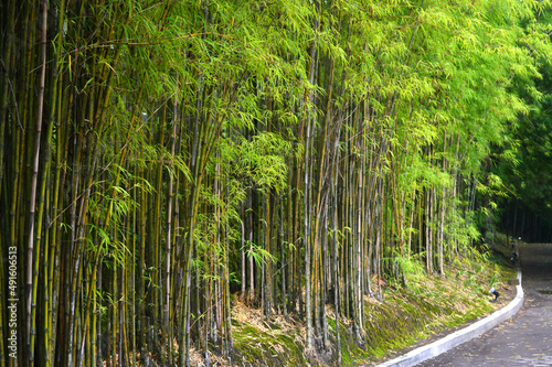 green bamboo forest