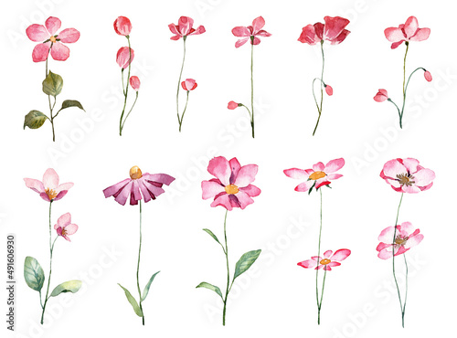 Fototapeta Naklejka Na Ścianę i Meble -  Set with soft flowers on green stems. Hand painted watercolor wild flowers isolated on white background