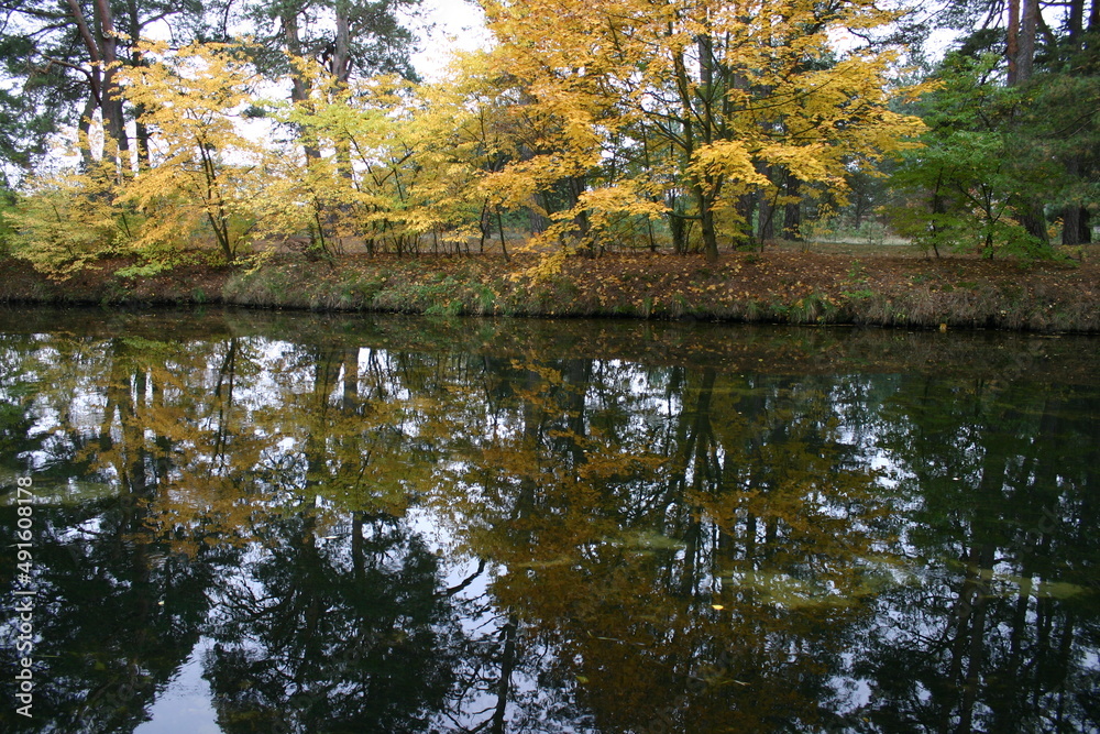 Fototapeta premium Jesień