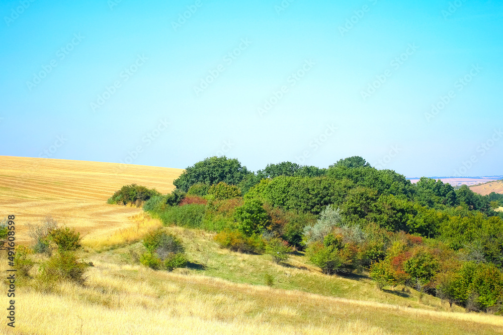 Fototapeta premium tree in a field on a sunny day. landscape
