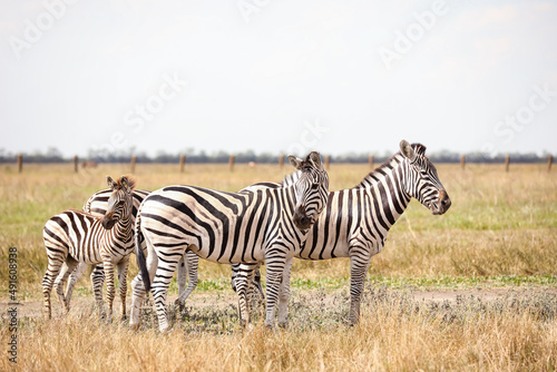 Beautiful zebras in wildlife sanctuary