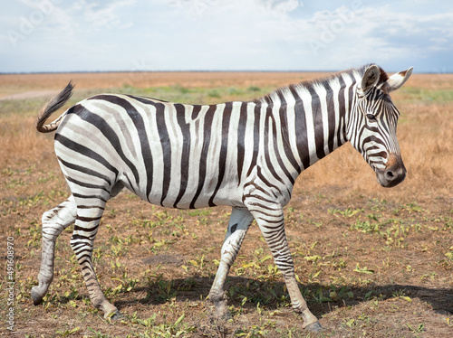 Fototapeta Naklejka Na Ścianę i Meble -  Beautiful zebra in wildlife sanctuary