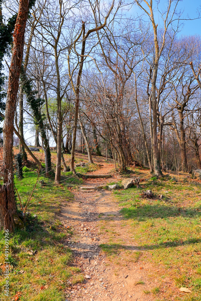 Percorso nel bosco, Pathe in the woods Percorso nel bosco, Pathe in the woods