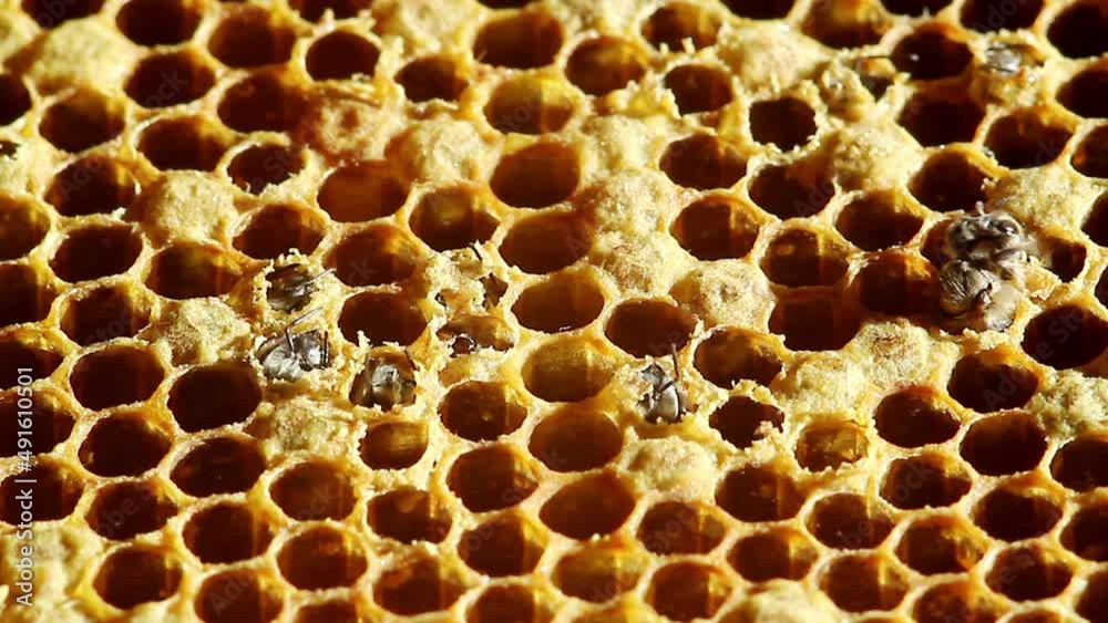 The birth of a bee from a honeycomb The birth of a bee from a honeycomb