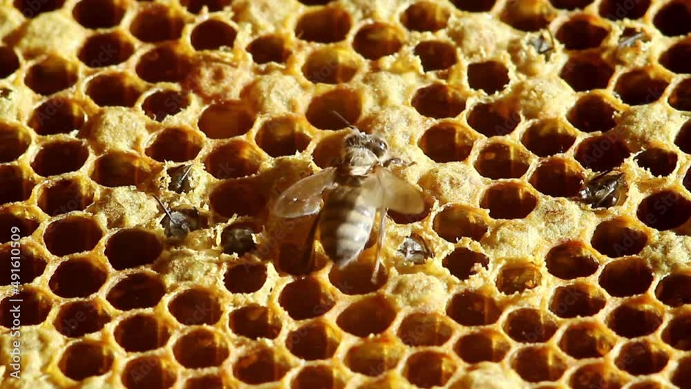The birth of a bee from a honeycomb The birth of a bee from a honeycomb
