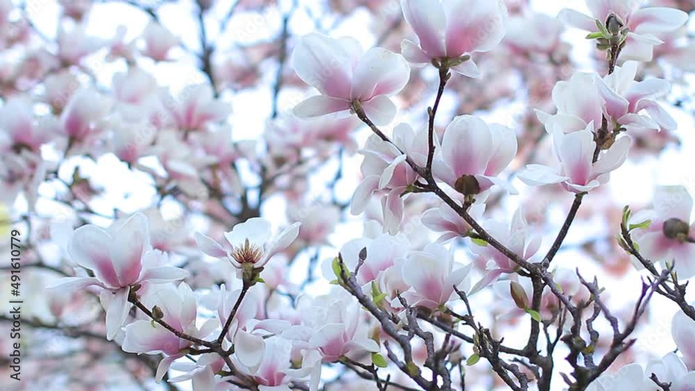 Magnolia flower in spring close up Magnolia flower in spring close up