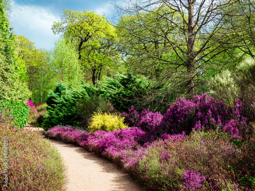 Beautiful blooming flowers in the garden of Isabella Plantation in Richmond park in London  England