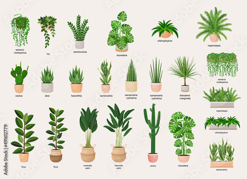 Collection of indoor plants in pots for decorating the interior. Set of vector illustrations of home flowers. Trendy home decor with plants, urban jungle.