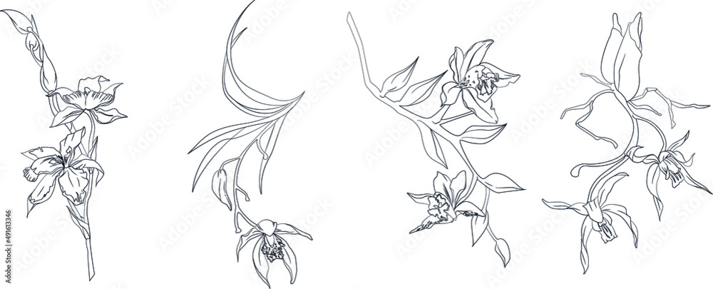 Obraz premium Hand drawn exotic orchid branches set. Vector illustration