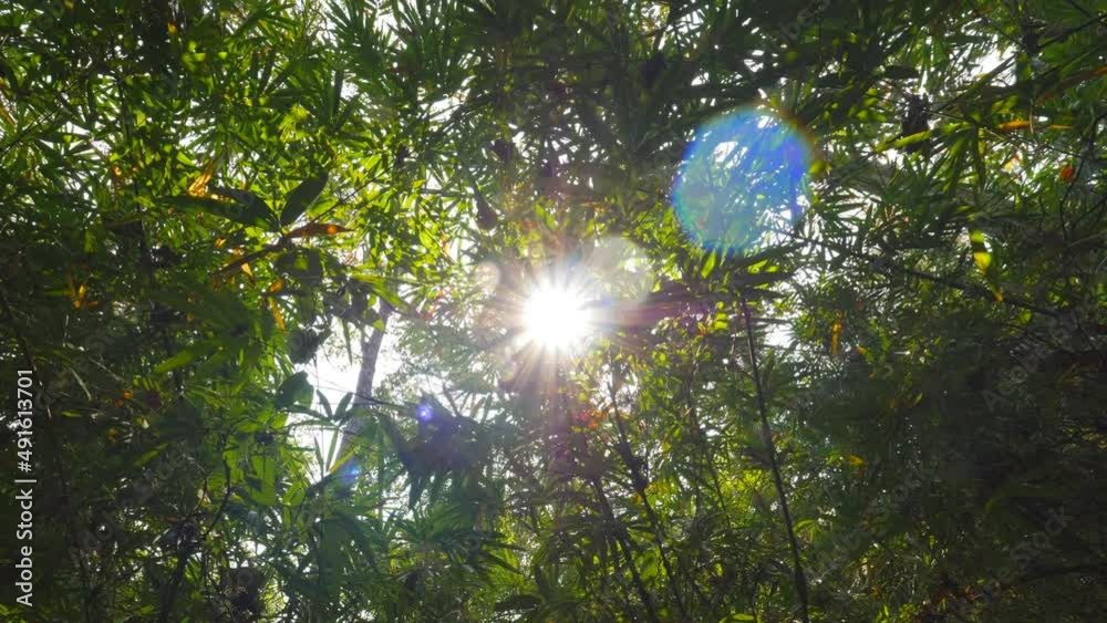 Beautiful sunlight breaks through bamboo trees in tropical forest lookup view. Amazing natural and ecological environment high quality 4K footage. Thailand. Beautiful sunlight breaks through bamboo trees in tropical forest lookup view. Amazing natural and ecological environment high quality 4K footage. Thailand.