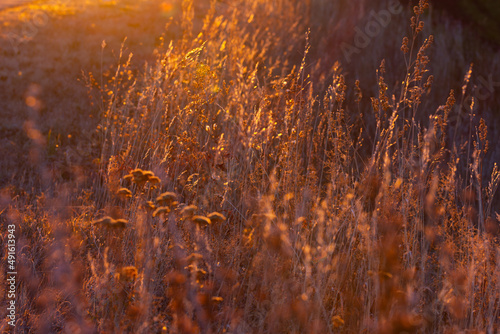 The natural background of grass in the sun's rays of the early morning sun. Dry grass glows in the sun at dawn.