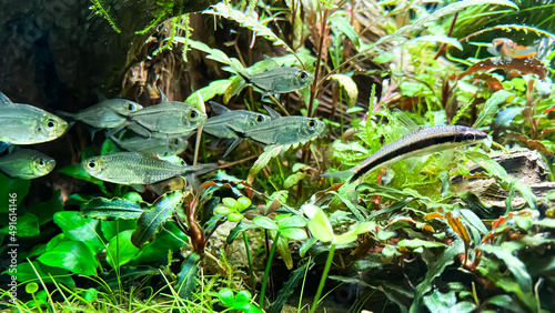 Costae Tetra (Moenkhausia costaea) with Siamese Algae-eater (Crossocheilus oblongus) in the green aquarium