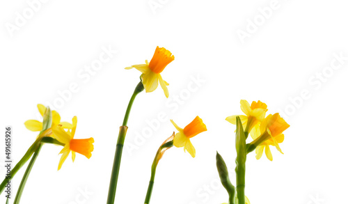 Fotografie, Obraz Yellow daffodils flowers isolated on white, background photo