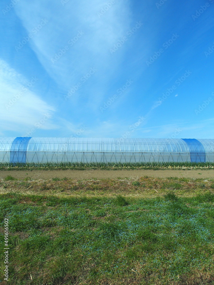 オオイヌノフグ リ咲く用水路土手と野菜畑とビニールハウスと青空風景 オオイヌノフグ リ咲く用水路土手と野菜畑とビニールハウスと青空風景