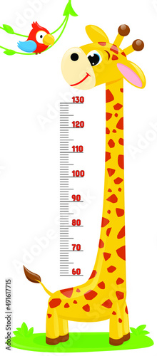 Giraffe,parrot. Meter wall or height chart on white background.