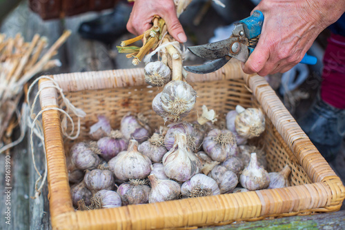 Harvesting garlic for the winter. Agriculture concept. Healthy fresh food. © shaploff