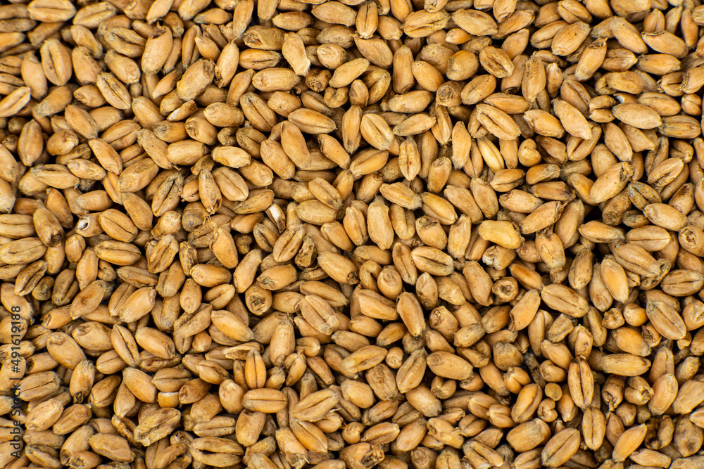wheat, wheat grains in the sun, wheat grains prepared for sowing, pszenica wheat, wheat grains in the sun, wheat grains prepared for sowing, pszenica