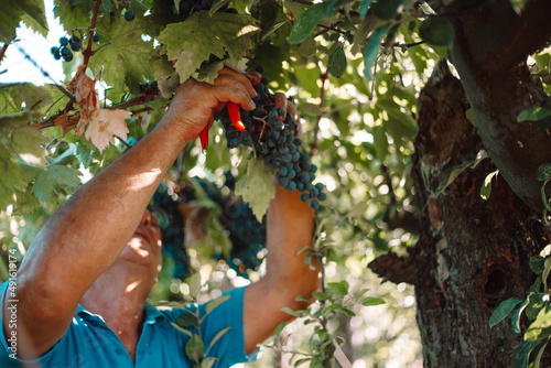 grape harvest, Italian wine and basket grape